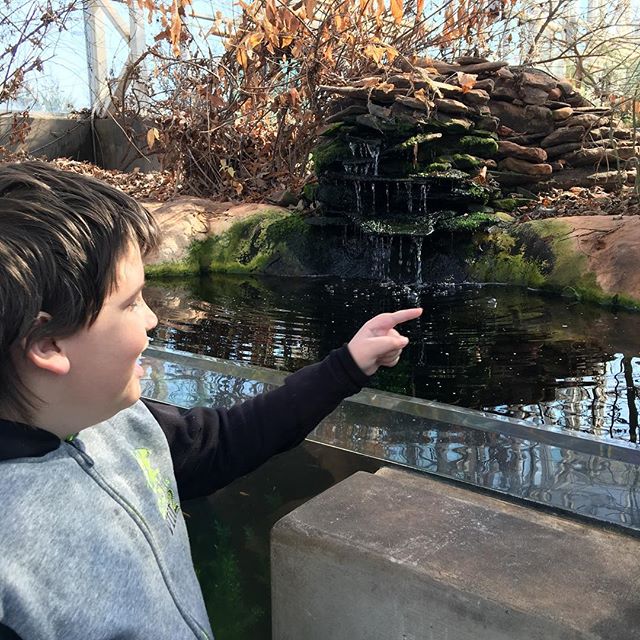 Harley pointing out some turtles in the pond.