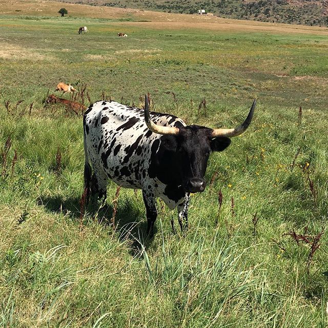 Another longhorn near holy city