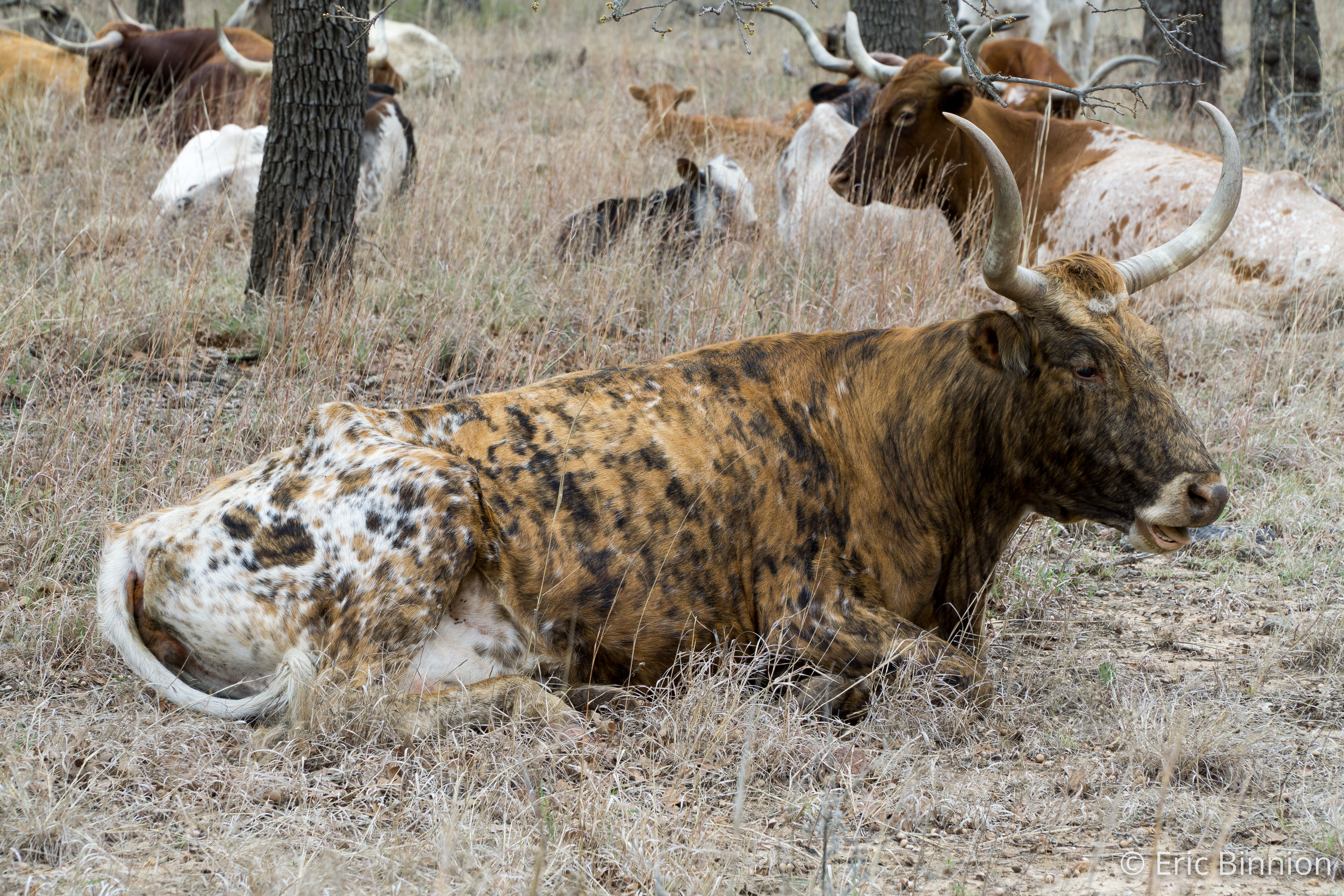 Longhorns at Wichita Wildlife Refuge